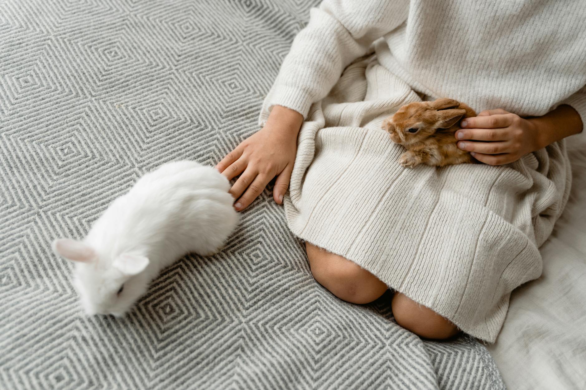 Soins et nourriture: -privilègier un enclos ou parc plutot qu'une cage, un endroit assez grand ou il pourra se dégourdir ses patounes.  -un brossage régulier.  -une litière pour la propreté.  -pas de biberon, mais une gamelle d'eau et vérifier que l'eau soit propre.  -ses granulés, fruits et légumes qu'ils adorent.    -une boule ou ratelier de foin a volonté.   -un endroit pour eux se cacher, dormir etc..  -et bien sur de quoi s'amuser