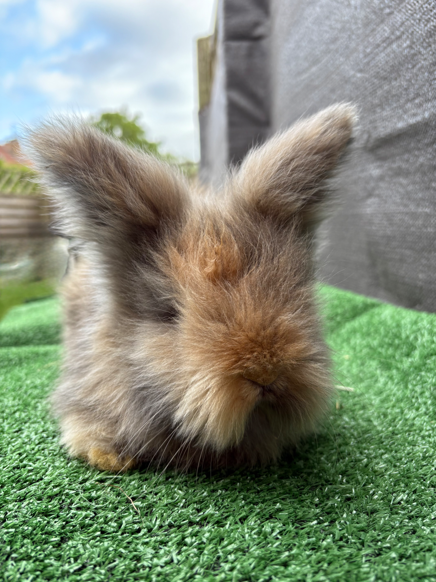 Adoptions: l'adoption d'un lapin doit etre un acte réfléchi et non soudain, ce dernier nécessite un entretien régulier surtout chez l'angora anglais (brossage,coupes des ongles, tontes etc..)