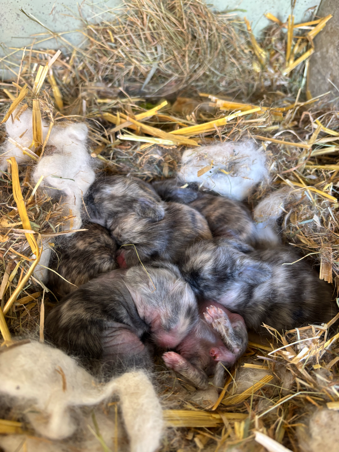 Réservation: Pour réserver une petite boule de poils, vous pouvez me contacter par mail naomie02c11@hotmail.com ou par ma page Facebook "au palais des pinous joyeux"                             un contrat sera établi pour chaque adoption qu'il faudra me retourner sous 3 jours accompagné d'un acompte de 50% du prix du lapin, passé ce délai le lapin sera remis a l'adoption